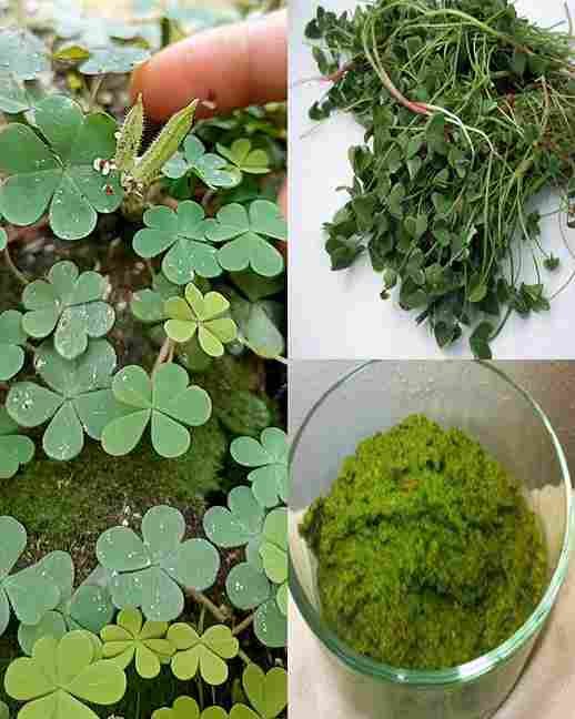 Raste svuda, ali većina ljudi ne zna da je ovo prava riznica 🌿