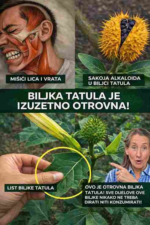 Raste svuda, ali ova prekrasna biljka skriva mračnu i opasnu tajnu