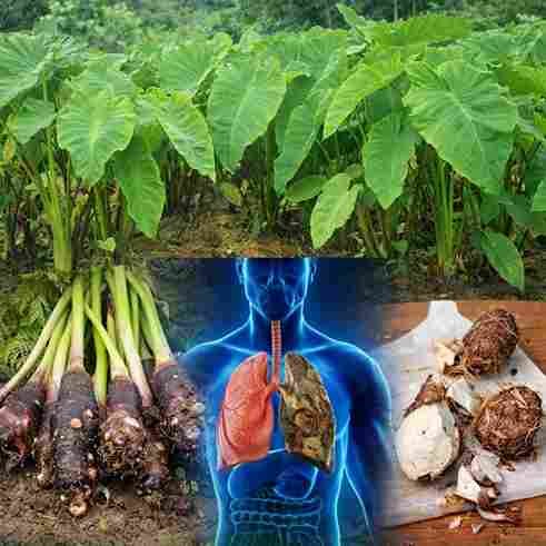 Korijen ove biljke: prirodni moćni saveznik za zdravlje