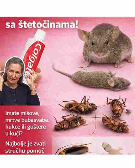 Kako zaštititi svoj dom od miševa, žohara i mrava koristeći pastu za zube
