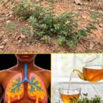 Ova biljka u vrtu je pravo “blago” – ne bacajte je