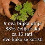 Ova biljka “ubija” 98% ćelija raka za 16 sati: Evo kako se koristi 🌿✨