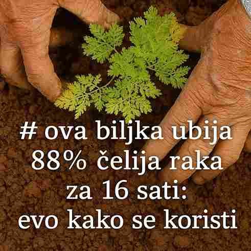 Ova biljka “ubija” 98% ćelija raka za 16 sati: Evo kako se koristi 🌿✨