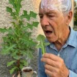 Ako imate ovaj list u svom dvorištu, zapravo ste otkrili pravo “blago”