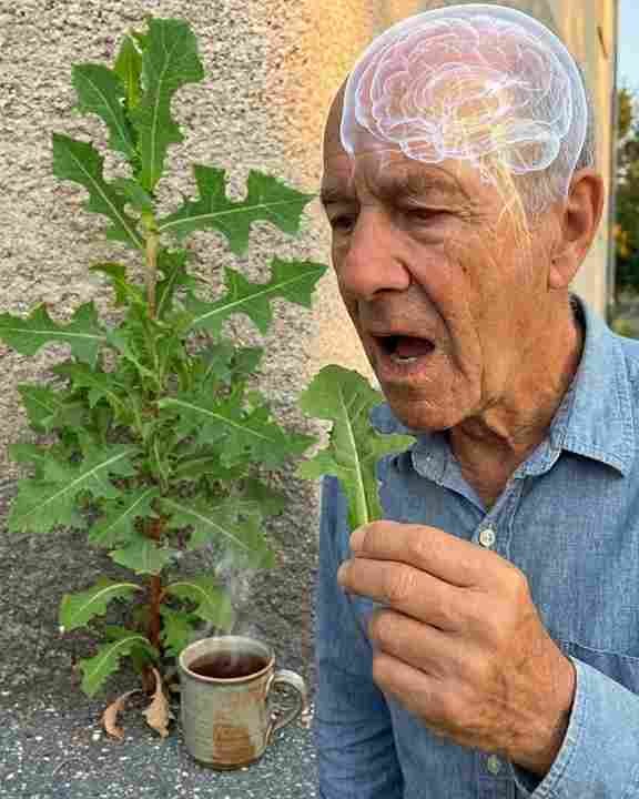 Ako imate ovaj list u svom dvorištu, zapravo ste otkrili pravo “blago”