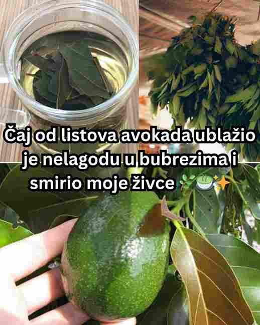 Čaj od listova avokada ublažio je nelagodu u bubrezima i smirio moje živce 🌿🍵✨