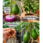 6 savjeta za uzgoj avokada u saksiji i poticanje plodova 🥑🌿