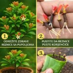 Uzgoj Klinčića: Jednostavno Ako Znate Ovu Jednu Tajnu