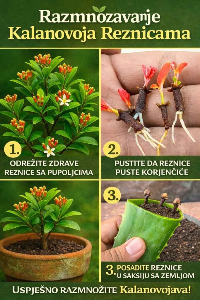 Uzgoj Klinčića: Jednostavno Ako Znate Ovu Jednu Tajnu