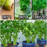 Ponovni uzgoj celera iz ostataka nije samo ekološki prijateljska praksa, već i koristan način da uvijek imate svježi celer pri ruci. Celer, hrskavo i svestrano povrće, često koristimo u salatama, supama i grickalicama. Umjesto da bacate ostatke, jeste li znali da celer možete ponovo uzgojiti direktno kod kuće? Otkrij više Biljke Povrće povrće Biljka kanta za zalijevanje kompost NPK đubrivo malč zemlja perlit U ovom članku istražit ćemo jednostavan i koristan proces ponovnog uzgoja celera iz ostataka — pretvarajući kuhinjski otpad u svjež i održiv izvor ovog hranjivog povrća. Ponovni uzgoj celera iz ostataka je jednostavan proces koji zahtijeva minimalan trud i samo nekoliko osnovnih kućnih predmeta. Evo vodiča korak po korak da počnete: Materijali koji će vam trebati 1. Ostatak celera Sačuvajte donji dio celera sa najmanje 2–3 cm stabljike. 2. Voda Plitka posuda ili činija za potapanje osnove celera na početku. 3. Saksija ili posuda Kada se pojave korijeni, trebat ćete saksiju sa dobro dreniranom zemljom za presađivanje. 4. Sunčeva svjetlost Prozor sa suncem ili mjesto s 6–8 sati indirektne svjetlosti. Koraci za ponovni uzgoj celera 1. Pripremite osnovu celera Kada koristite celer, ostavite oko 2 cm donjeg dijela. Odsjecite preostale stabljike blizu osnove. 2. Potopite u vodu Stavite osnovu celera, ravnom stranom prema dolje, u plitku posudu. Dodajte dovoljno vode da pokrije donji dio, ali ne i gornji dio gdje će izrasti nove stabljike. 3. Mijenjajte vodu Mijenjajte vodu svaka 2–3 dana kako biste spriječili buđ i bakterije. Posudu držite na mjestu s indirektnom svjetlošću. 4. Sačekajte pojavu korijena Za 1–2 sedmice vidjećete male korijene kako izlaze iz osnove. Kada narastu nekoliko centimetara, vrijeme je za presađivanje. 5. Presađivanje u zemlju Napravite mješavinu dobro drenirane zemlje. Posadite osnovu celera, tako da korijen bude prekriven, a novi izdanci ostanu iznad zemlje. 6. Zalijevanje i sunčeva svjetlost Dobro zalijte posađeni celer. Saksiju stavite na sunčano mjesto sa 6–8 sati indirektne svjetlosti. 7. Berba Kako celer raste, možete brati vanjske stabljike, dok unutrašnje ostavljate da nastave rasti — tako dobijate stalnu zalihu svježeg celera. Savjeti za uspjeh Koristite organski celer Organski celer ima veće šanse za ponovno tjeranje novih pupoljaka. Održavajte ravnomjernu vlažnost Zemlja treba biti stalno vlažna, ali ne natopljena. Umjereno đubrite Možete povremeno koristiti tečno, uravnoteženo đubrivo za dodatne nutrijente. Rotirajte biljke Ako uzgajate više komada celera, povremeno ih okrenite prema svjetlosti. Uzgajajte unutra Uzgajanje celera u zatvorenom omogućava proizvodnju tokom cijele godine. Ponovni uzgoj celera iz ostataka nije samo ekološki koristan — već vam omogućava neprekidnu, svježu zalihu ovog hrskavog povrća. Uz malo strpljenja i brige, kuhinjski otpad možete pretvoriti u bujne, zdrave stabljike. Prigrlite ciklus rasta i berbe — uzgojite vlastiti celer kod kuće i pretvorite ono što bi inače završilo u otpadu u održiv izvor ovog ukusnog i hranjivog povrća.