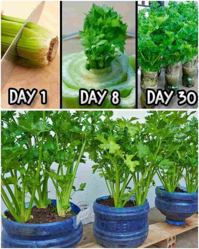 Ponovni uzgoj celera iz ostataka nije samo ekološki prijateljska praksa, već i koristan način da uvijek imate svježi celer pri ruci. Celer, hrskavo i svestrano povrće, često koristimo u salatama, supama i grickalicama. Umjesto da bacate ostatke, jeste li znali da celer možete ponovo uzgojiti direktno kod kuće? Otkrij više Biljke Povrće povrće Biljka kanta za zalijevanje kompost NPK đubrivo malč zemlja perlit U ovom članku istražit ćemo jednostavan i koristan proces ponovnog uzgoja celera iz ostataka — pretvarajući kuhinjski otpad u svjež i održiv izvor ovog hranjivog povrća. Ponovni uzgoj celera iz ostataka je jednostavan proces koji zahtijeva minimalan trud i samo nekoliko osnovnih kućnih predmeta. Evo vodiča korak po korak da počnete: Materijali koji će vam trebati 1. Ostatak celera Sačuvajte donji dio celera sa najmanje 2–3 cm stabljike. 2. Voda Plitka posuda ili činija za potapanje osnove celera na početku. 3. Saksija ili posuda Kada se pojave korijeni, trebat ćete saksiju sa dobro dreniranom zemljom za presađivanje. 4. Sunčeva svjetlost Prozor sa suncem ili mjesto s 6–8 sati indirektne svjetlosti. Koraci za ponovni uzgoj celera 1. Pripremite osnovu celera Kada koristite celer, ostavite oko 2 cm donjeg dijela. Odsjecite preostale stabljike blizu osnove. 2. Potopite u vodu Stavite osnovu celera, ravnom stranom prema dolje, u plitku posudu. Dodajte dovoljno vode da pokrije donji dio, ali ne i gornji dio gdje će izrasti nove stabljike. 3. Mijenjajte vodu Mijenjajte vodu svaka 2–3 dana kako biste spriječili buđ i bakterije. Posudu držite na mjestu s indirektnom svjetlošću. 4. Sačekajte pojavu korijena Za 1–2 sedmice vidjećete male korijene kako izlaze iz osnove. Kada narastu nekoliko centimetara, vrijeme je za presađivanje. 5. Presađivanje u zemlju Napravite mješavinu dobro drenirane zemlje. Posadite osnovu celera, tako da korijen bude prekriven, a novi izdanci ostanu iznad zemlje. 6. Zalijevanje i sunčeva svjetlost Dobro zalijte posađeni celer. Saksiju stavite na sunčano mjesto sa 6–8 sati indirektne svjetlosti. 7. Berba Kako celer raste, možete brati vanjske stabljike, dok unutrašnje ostavljate da nastave rasti — tako dobijate stalnu zalihu svježeg celera. Savjeti za uspjeh Koristite organski celer Organski celer ima veće šanse za ponovno tjeranje novih pupoljaka. Održavajte ravnomjernu vlažnost Zemlja treba biti stalno vlažna, ali ne natopljena. Umjereno đubrite Možete povremeno koristiti tečno, uravnoteženo đubrivo za dodatne nutrijente. Rotirajte biljke Ako uzgajate više komada celera, povremeno ih okrenite prema svjetlosti. Uzgajajte unutra Uzgajanje celera u zatvorenom omogućava proizvodnju tokom cijele godine. Ponovni uzgoj celera iz ostataka nije samo ekološki koristan — već vam omogućava neprekidnu, svježu zalihu ovog hrskavog povrća. Uz malo strpljenja i brige, kuhinjski otpad možete pretvoriti u bujne, zdrave stabljike. Prigrlite ciklus rasta i berbe — uzgojite vlastiti celer kod kuće i pretvorite ono što bi inače završilo u otpadu u održiv izvor ovog ukusnog i hranjivog povrća.