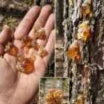 Većina ljudi podcjenjuje ovu smolu, sve dok ne otkriju njenu moć i cijenu…