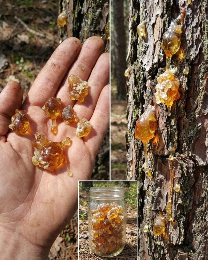 Većina ljudi podcjenjuje ovu smolu, sve dok ne otkriju njenu moć i cijenu…