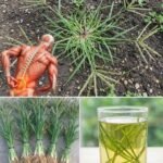 Ovo skromno čudo prirode nalazi se u svakom dvorištu, ali većina ga podcjenjuje…