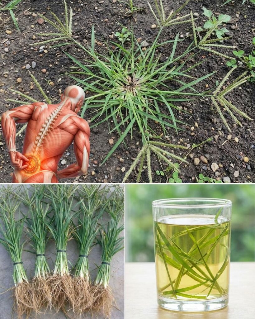 Ovo skromno čudo prirode nalazi se u svakom dvorištu, ali većina ga podcjenjuje…