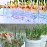 Uzgoj bijelog luka kod kuće može biti jednostavan, praktičan i dugotrajan proces ako se primijene pravi koraci