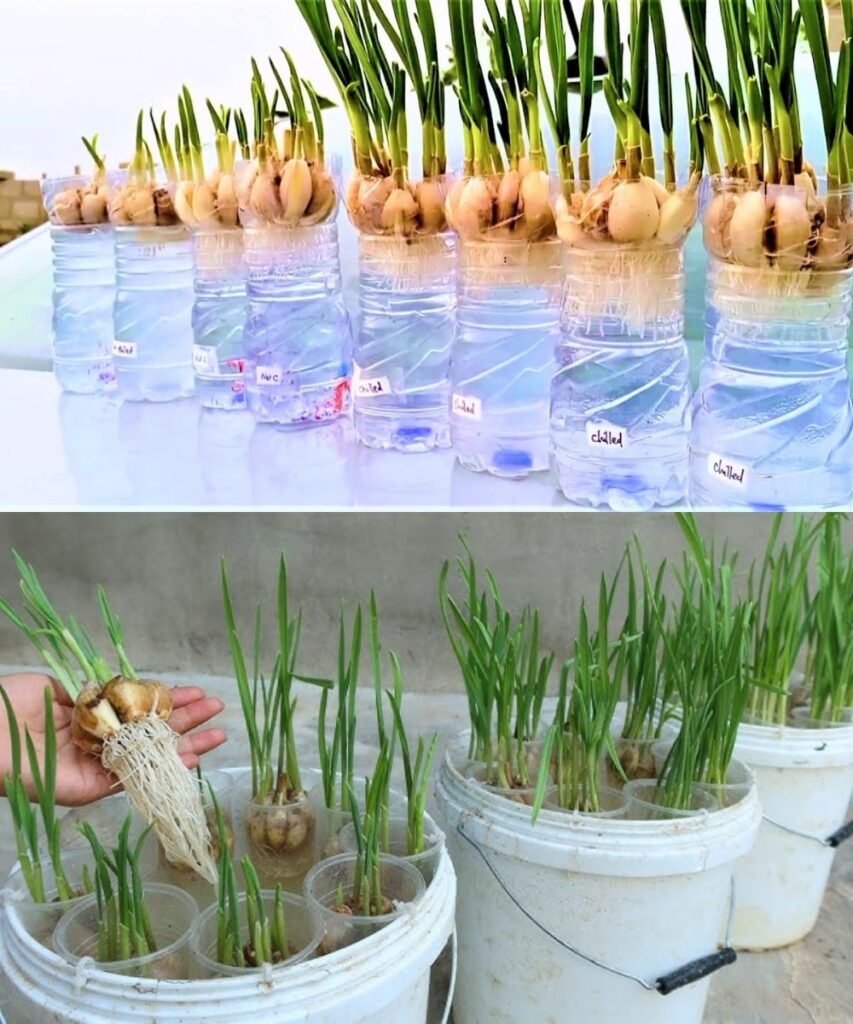 Uzgoj bijelog luka kod kuće može biti jednostavan, praktičan i dugotrajan proces ako se primijene pravi koraci
