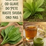 Trputac (Bokvica) 🌿