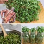 Ova biljka je ukusnija od mesa! 8 razloga da je imate u svom vrtu 🌿