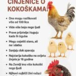 🐔 Zadivljujuće činjenice o kokoškama