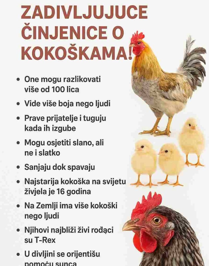 🐔 Zadivljujuće činjenice o kokoškama