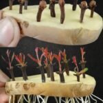 Kako proklijati karanfilić koristeći krompir i aloe veru 🌿