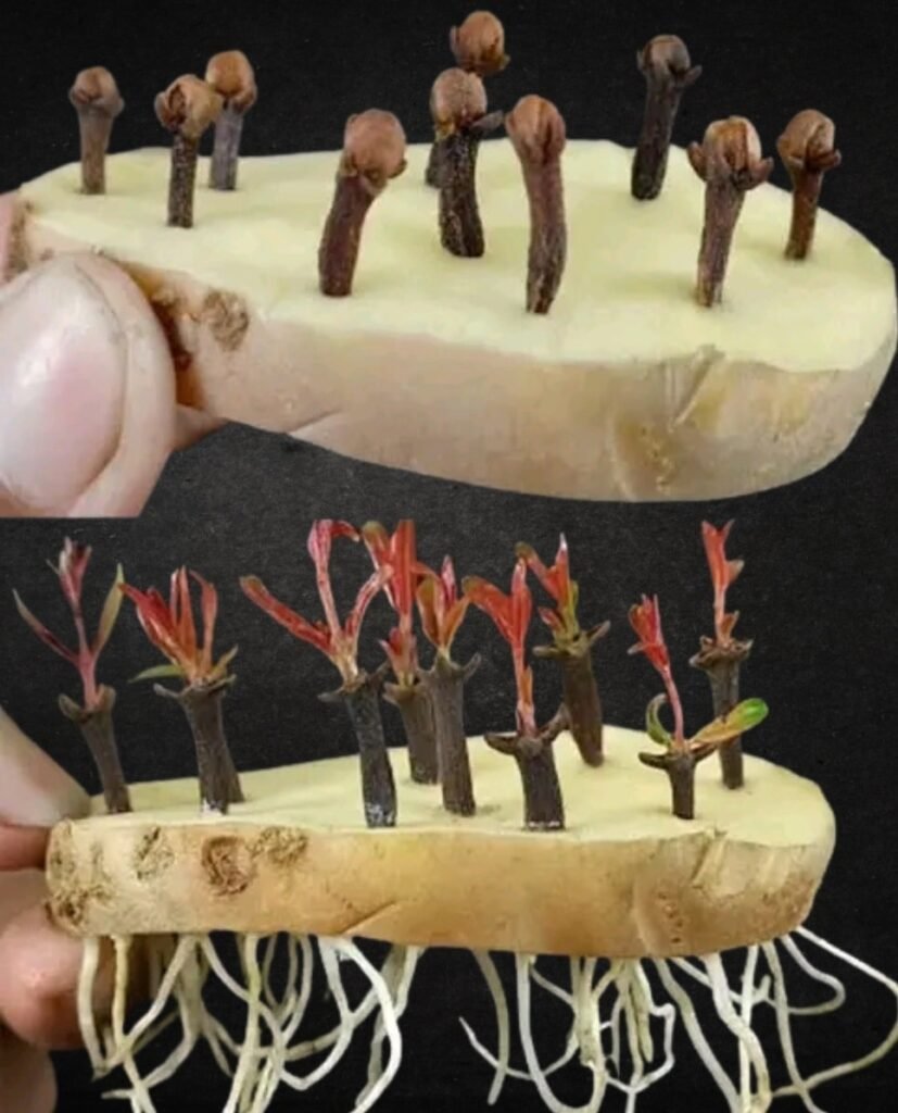 Kako proklijati karanfilić koristeći krompir i aloe veru 🌿