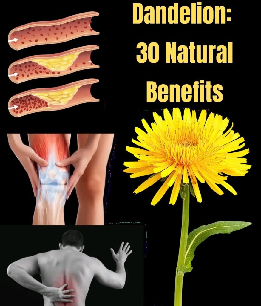 Maslačak je biljka koju mnogi smatraju običnim korovom, ali u stvarnosti on je izuzetno vrijedan prirodni saveznik zdravlja.