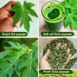 Papaja i Njene Listove: Skrivena Moć Za Zdravlje