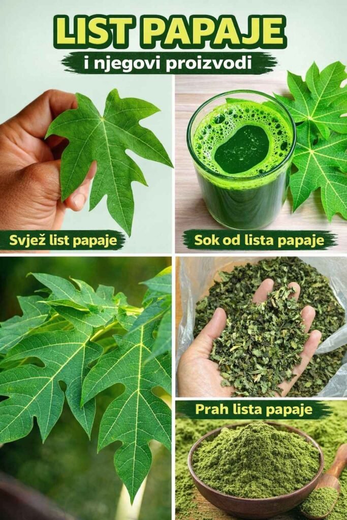 Papaja i Njene Listove: Skrivena Moć Za Zdravlje