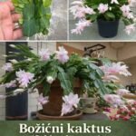 Kako Razmnožavati i Uzgojiti Božićnu Kaktus (Schlumbergera)