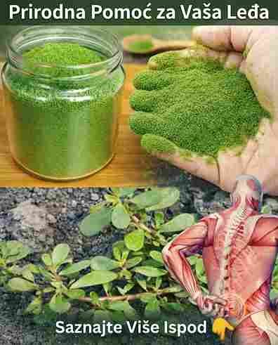 Nikada ne gazite ovu travu – “zlatna kopa” u vašem vrtu 🌱✨