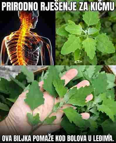 Skrivena moć špinata divlje vrste (Lamb’s Quarters): Nepretenciozno čudo prirode