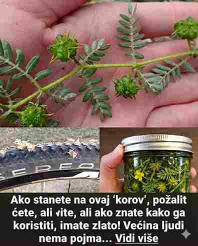 Ako nagazite na ovaj “korov”, zažalit ćete, ali ako ga poznajete – imate čisto zlato!