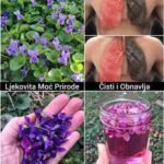 Ako vidite ovu biljku, sjedite na pravom “blagu” – a da toga niste ni svjesni! 🌿💛