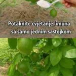 Prirodni savjeti za snažan rast limunovog stabla