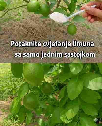 Prirodni savjeti za snažan rast limunovog stabla