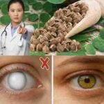 12 moćnih prednosti sjemenki Moringe koje doktori rijetko spominju 🌿