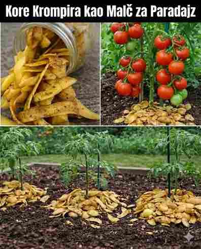 Korištenje kora krompira u vrtu 🌱🍅