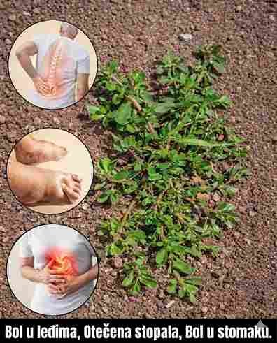 Imati ovu biljku u svom dvorištu je vrijednije od pronalaska novca