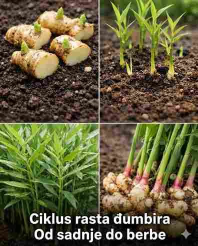 Uzgoj đumbira u kuhinji ili na balkonu: Praktični vodič za početnike