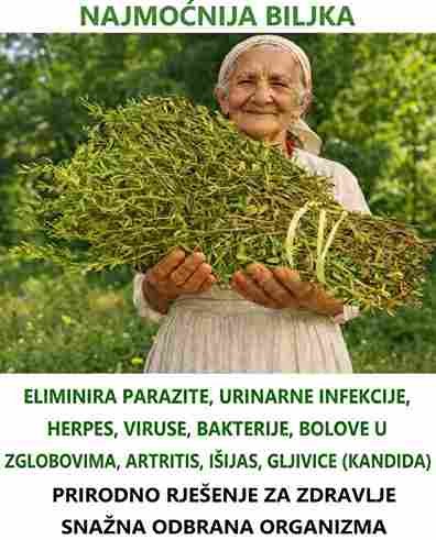 Najmoćnija Ljekovita Biljka Čija Nam Je Puna Snaga Nepoznata