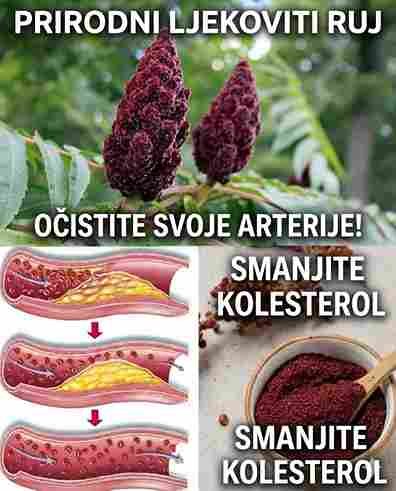 Ako vidite ovo drvo, sjedite na pravom “blagu” – a da toga niste ni svjesni 🌳💛