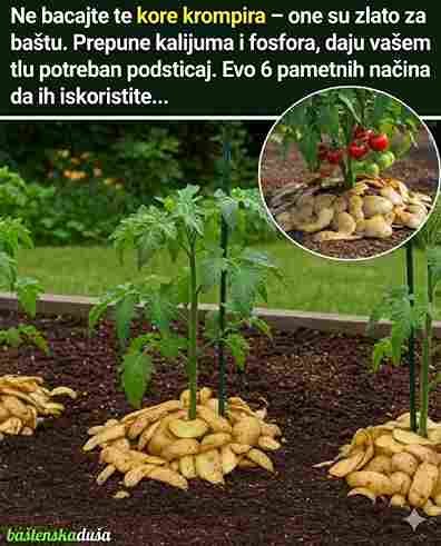 Kora od krompira kao prirodno đubrivo 🥔🌱