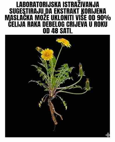 Čudesna svojstva korijena maslačka 🌼🌿