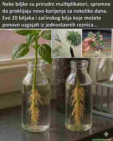 Prirodni Multiplikatori: Biljke Koje Lako Razmnožavaju Korijen
