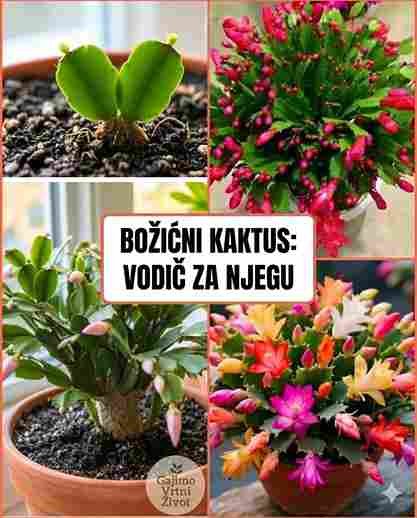 Održite svoj božićni kaktus u punom cvatu – jednostavne tajne cvećara 🎄🌸