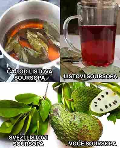 Soursop: Slatko Voće, Moćni Listovi