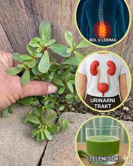 Korovi, Pazite: Ova Greška Može Vas Skupo Koštati 🌱⚠️