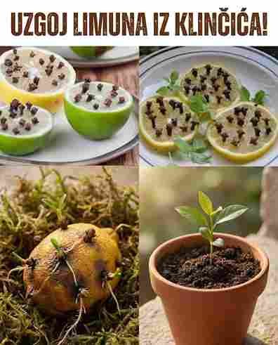 Kako uzgojiti karanfilić kod kuće: Prirodni miris u svakom kutku